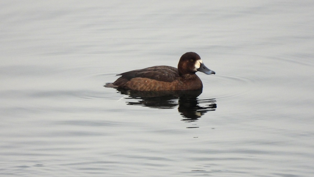 Greater Scaup - ML627957957