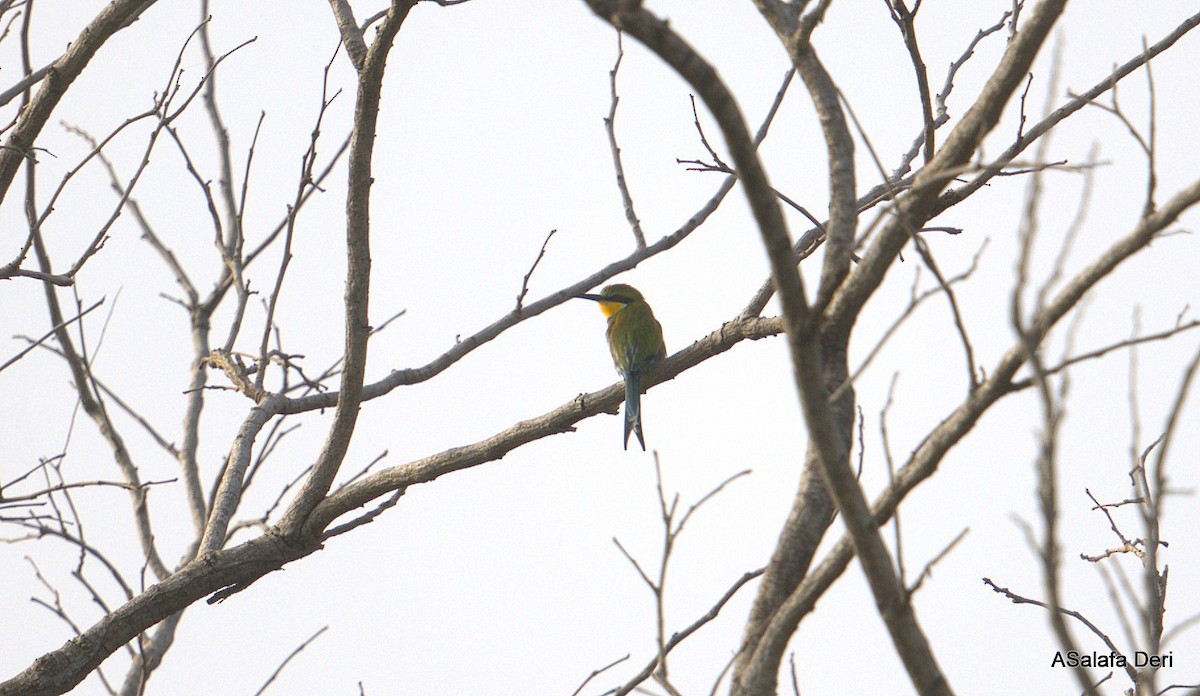 Swallow-tailed Bee-eater - ML627958082