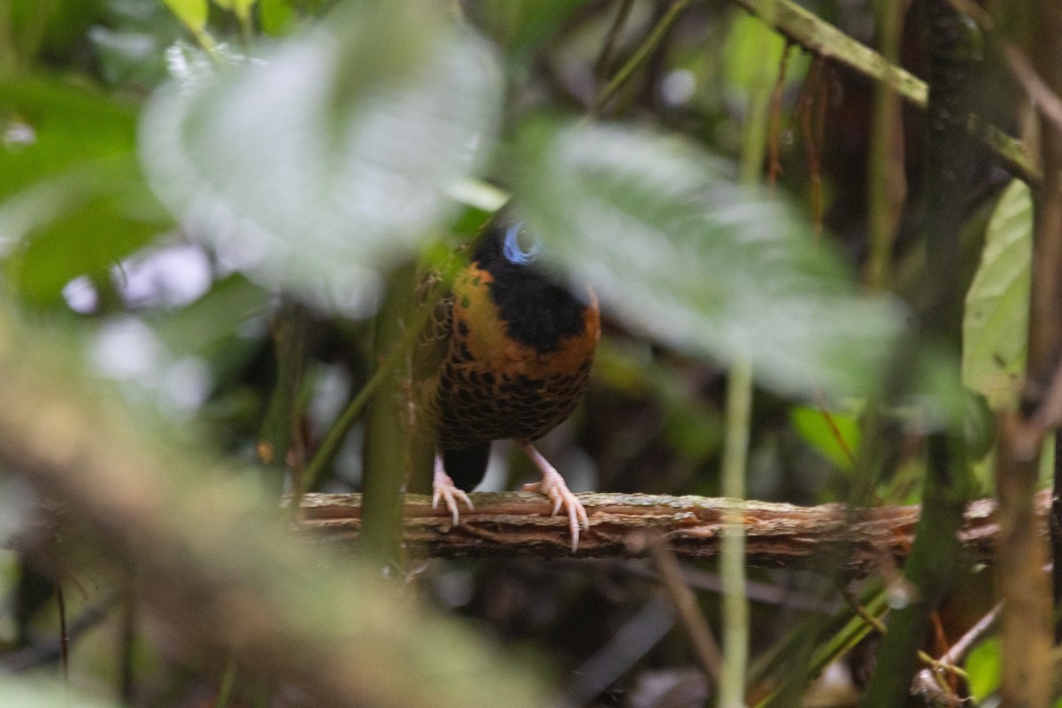 Ocellated Antbird - ML627958095