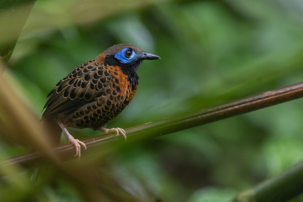 Ocellated Antbird - ML627958102