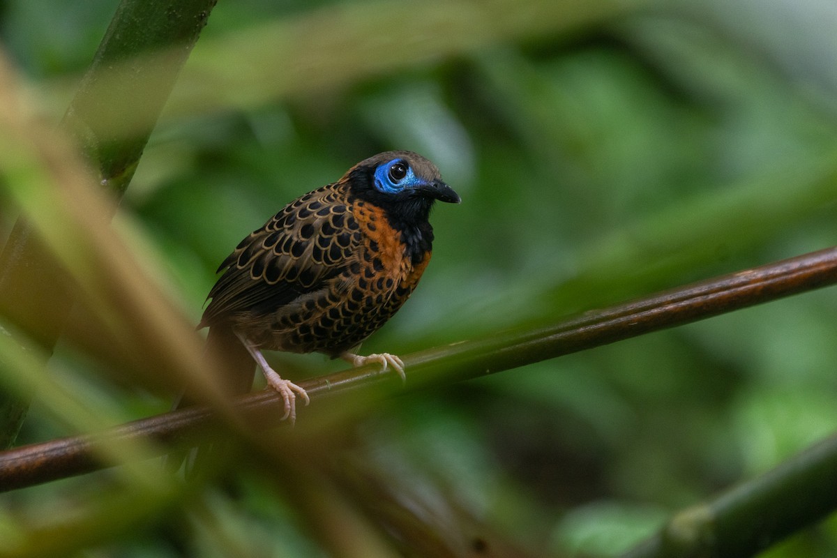 Ocellated Antbird - ML627958108