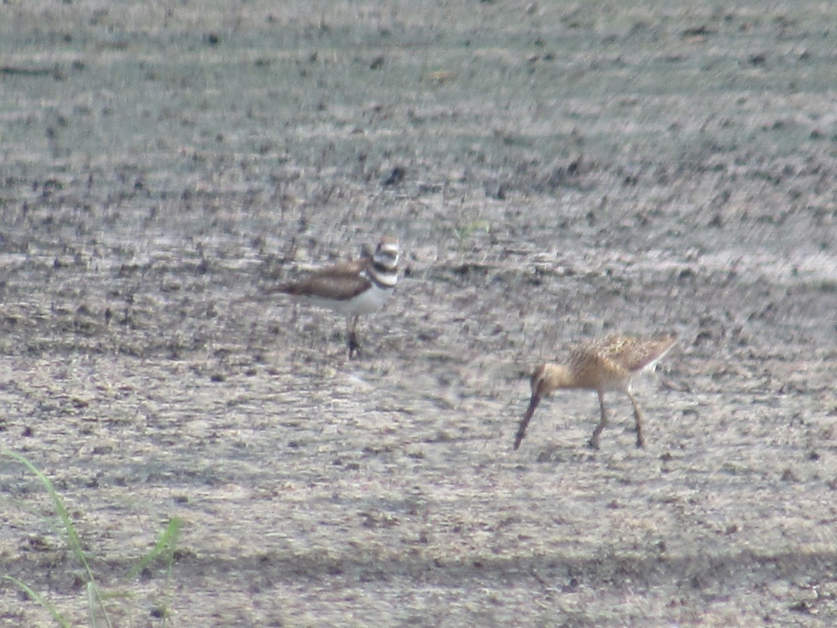 Long-billed Dowitcher - ML627958312