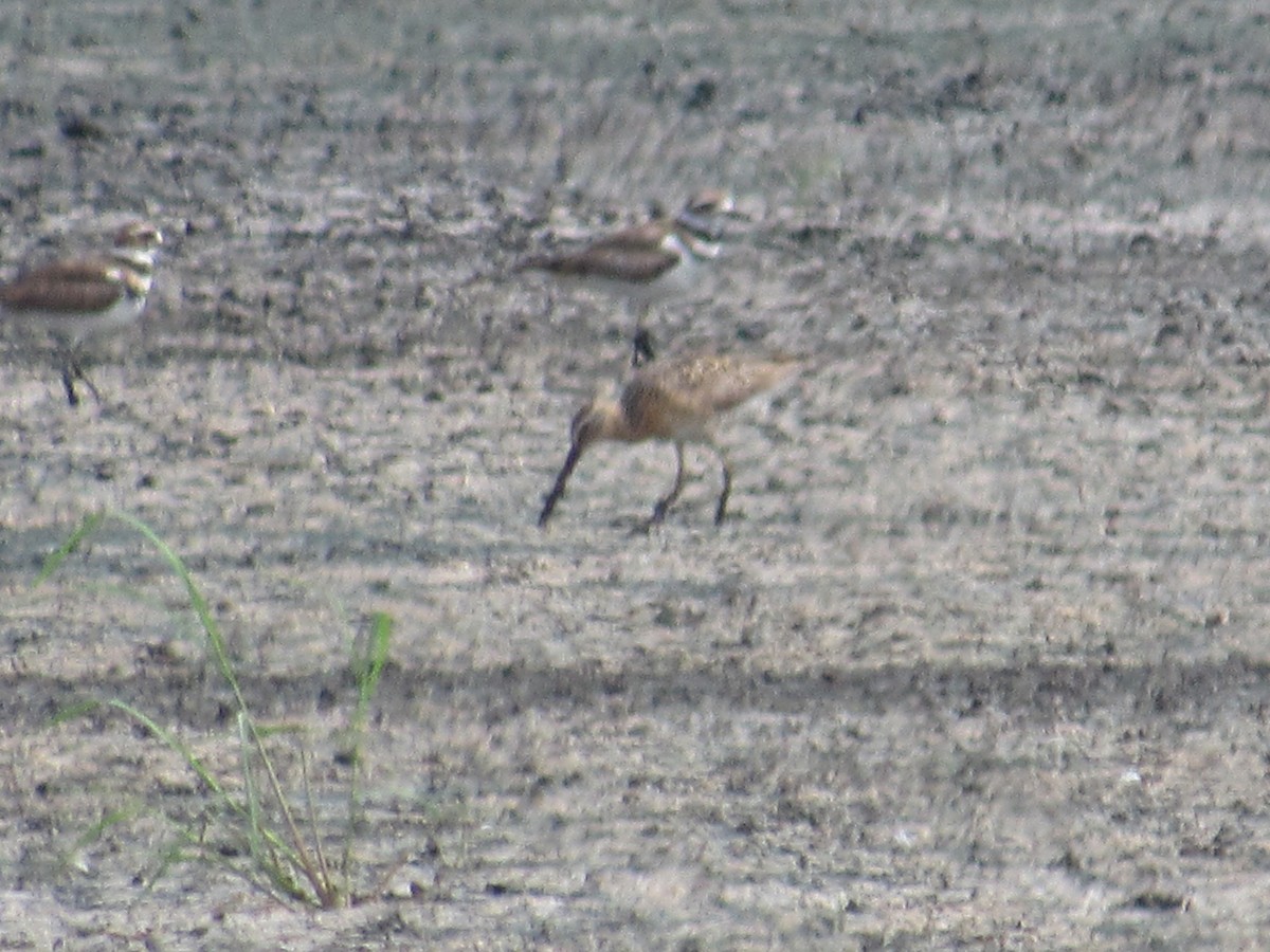 Long-billed Dowitcher - ML627958316