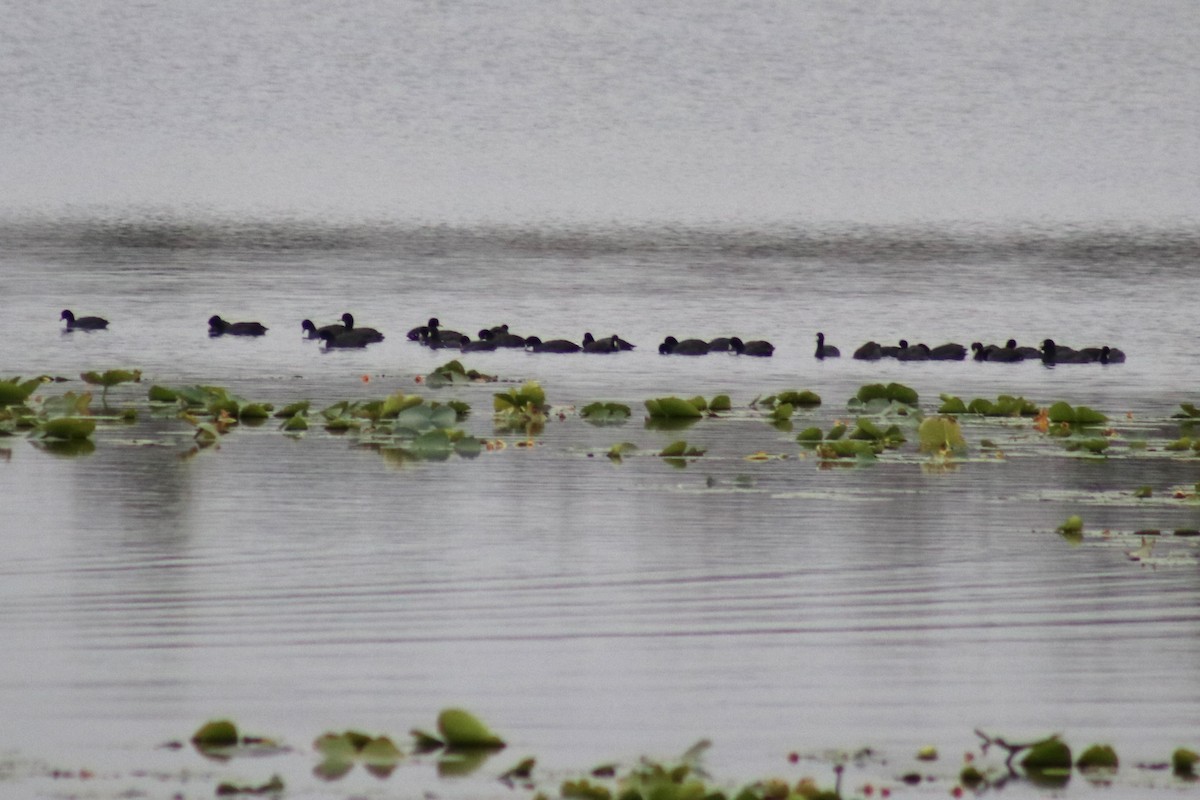 American Coot - ML627958343