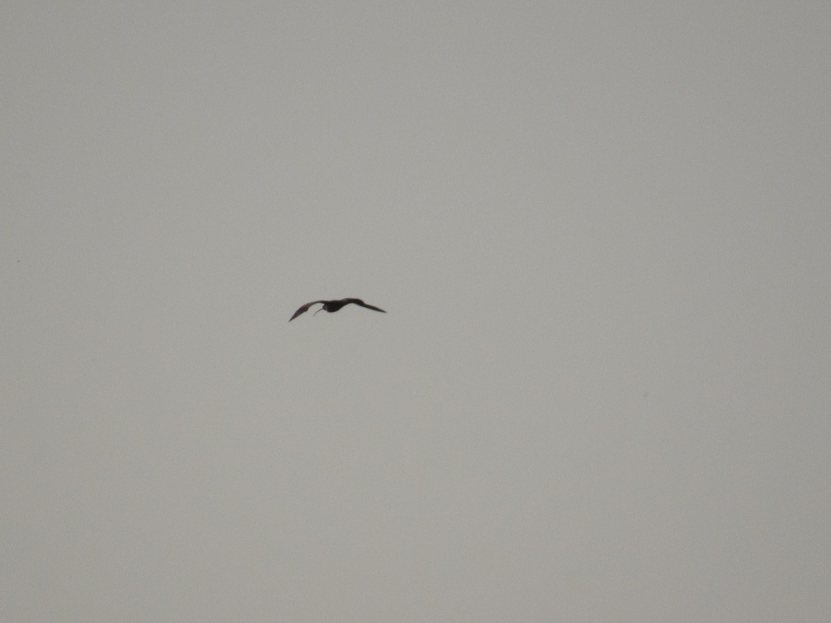 Long-billed Curlew - ML627958356