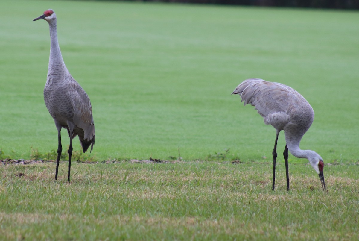 Sandhill Crane - ML627958359