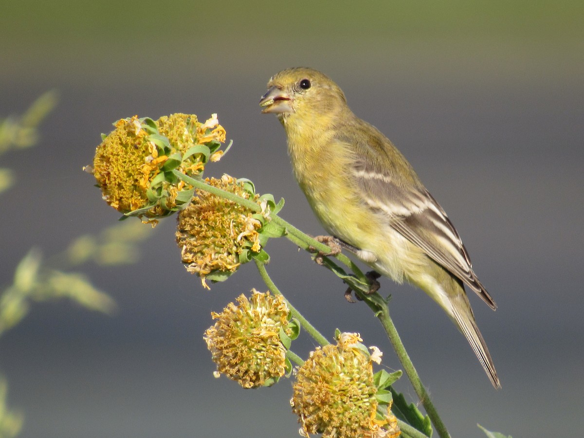 Lesser Goldfinch - ML627958365