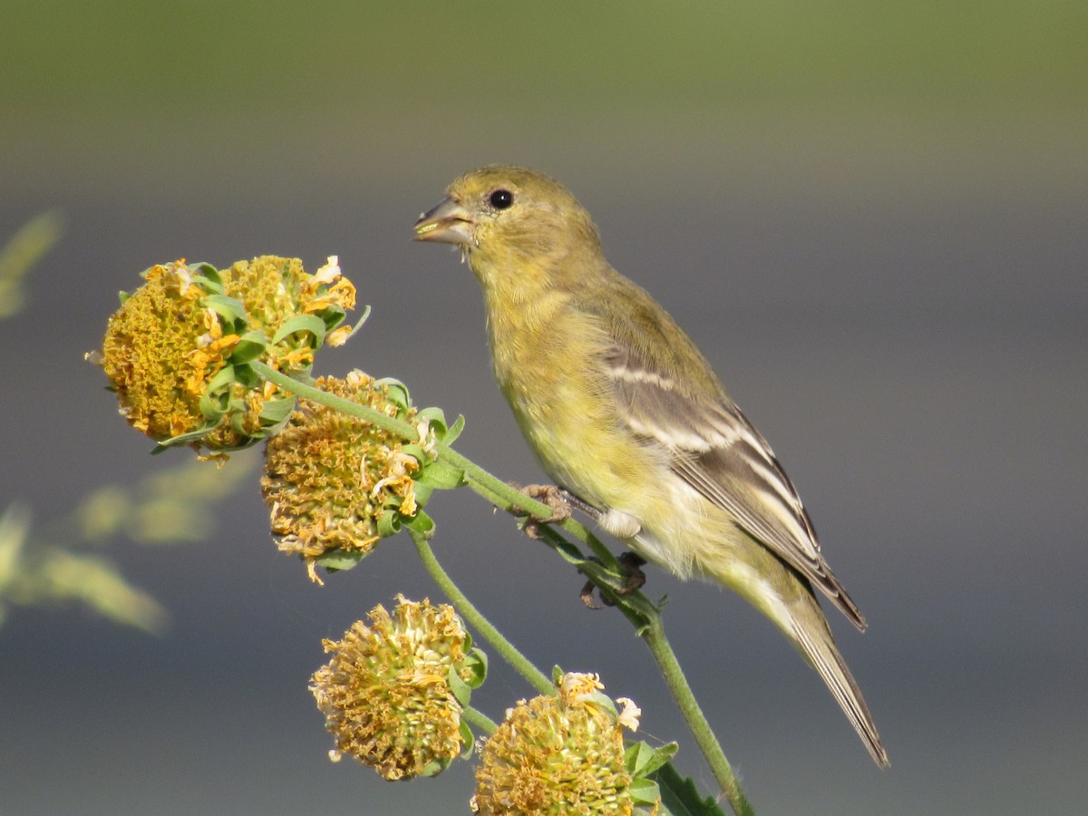 Lesser Goldfinch - ML627958366