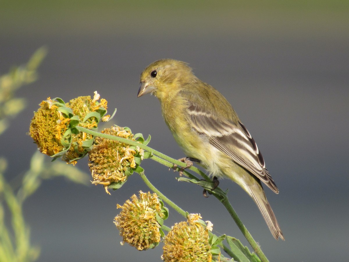 Lesser Goldfinch - ML627958367