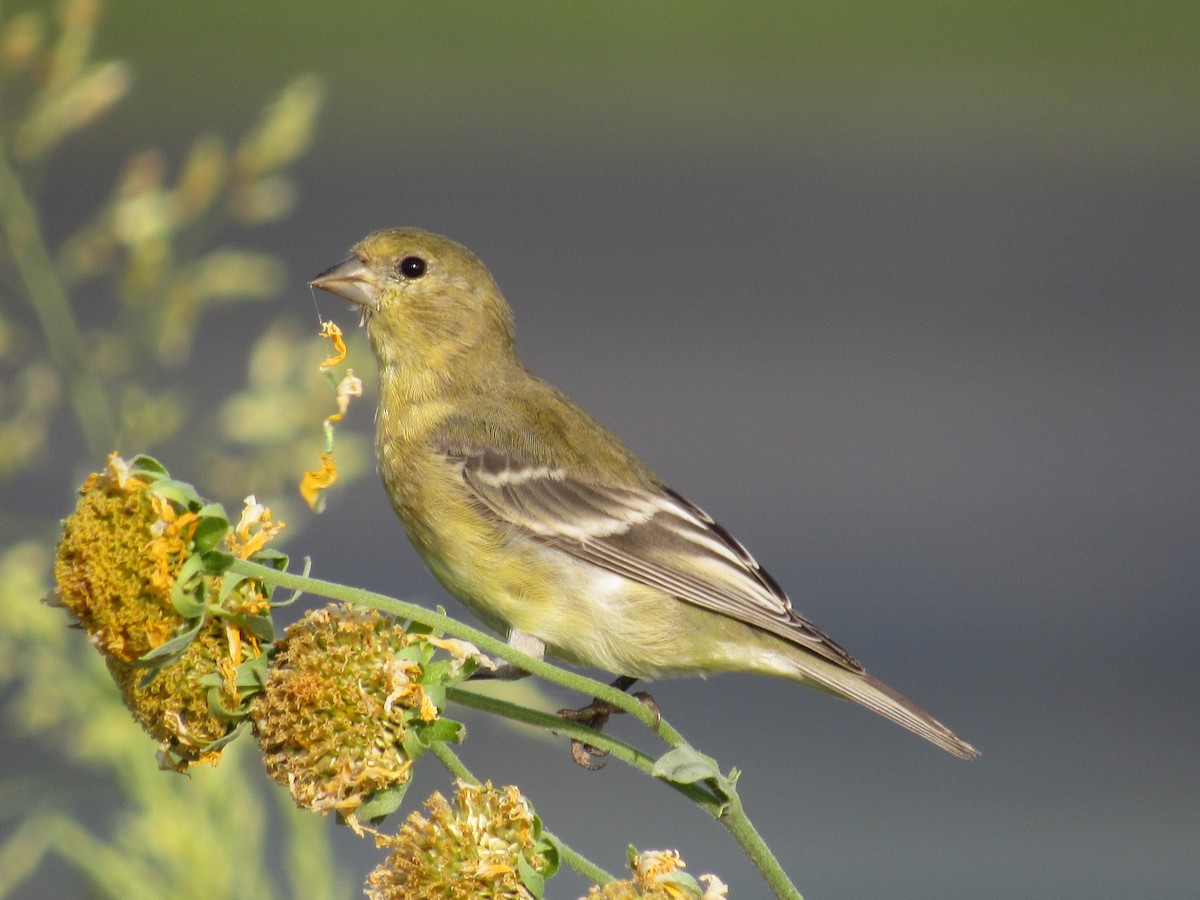 Lesser Goldfinch - ML627958373