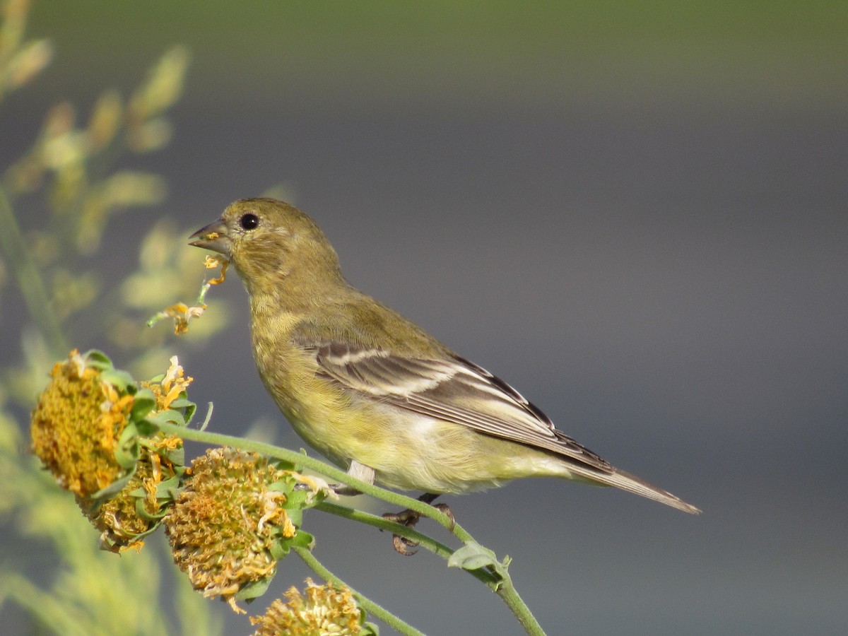 Lesser Goldfinch - ML627958379