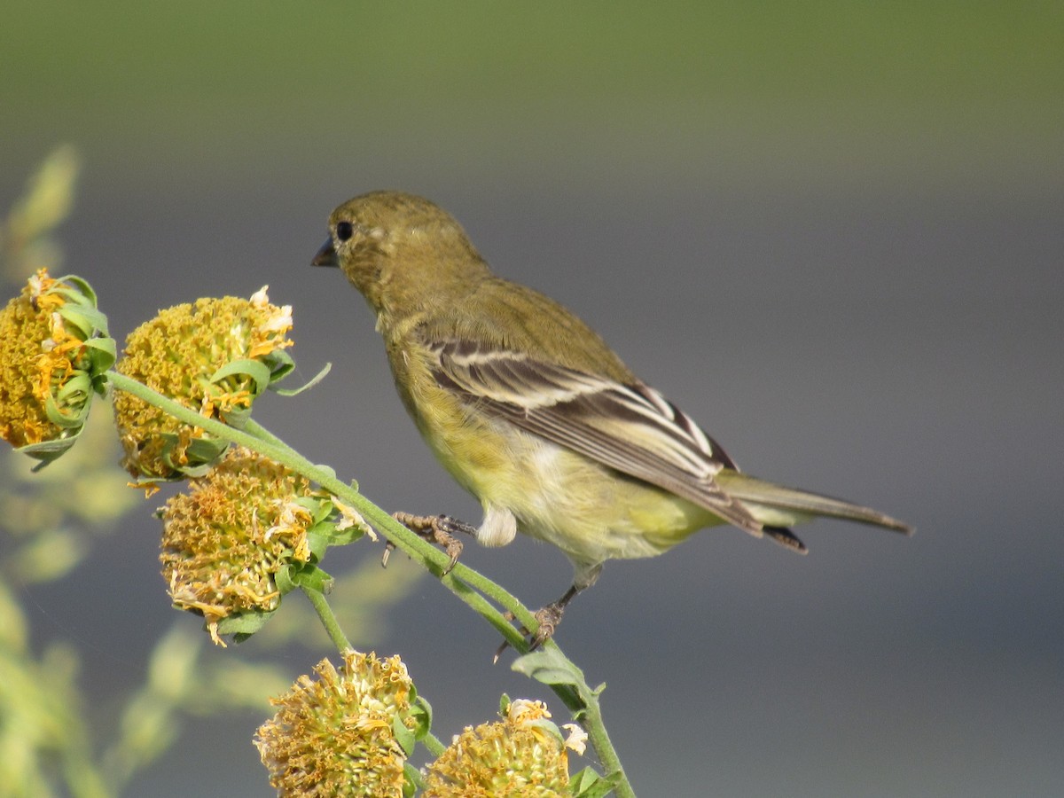 Lesser Goldfinch - ML627958385