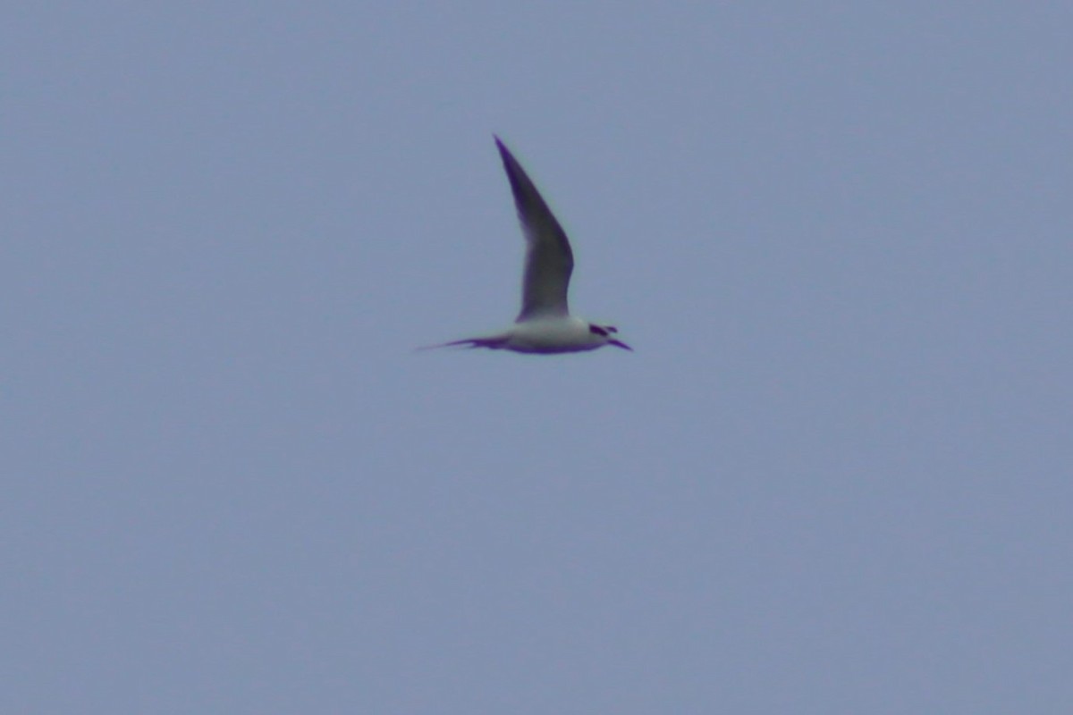 Forster's Tern - ML627958387