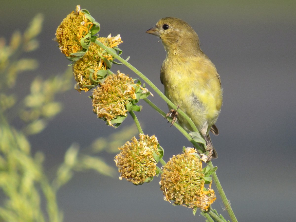 Lesser Goldfinch - ML627958388