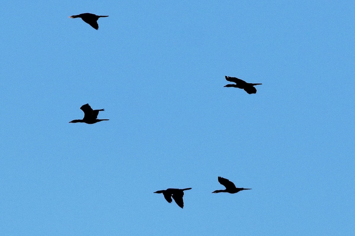 Great Cormorant - ML627958389