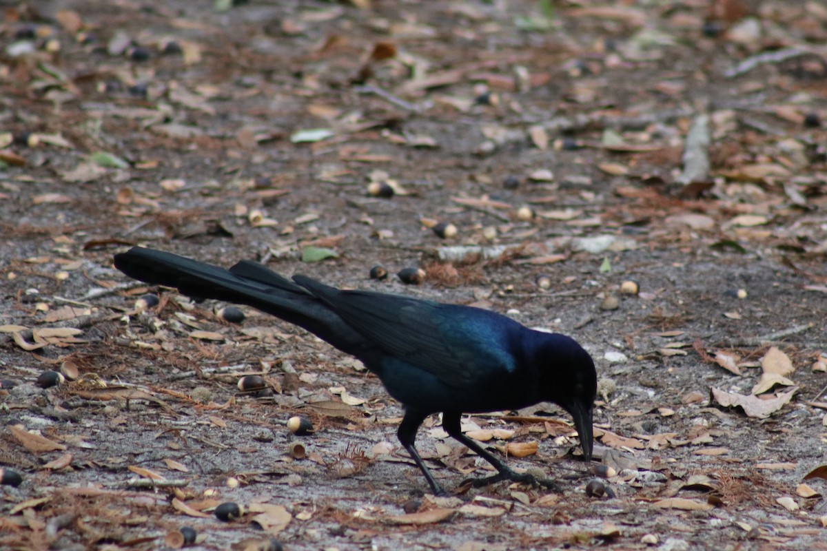 Boat-tailed Grackle - ML627958401