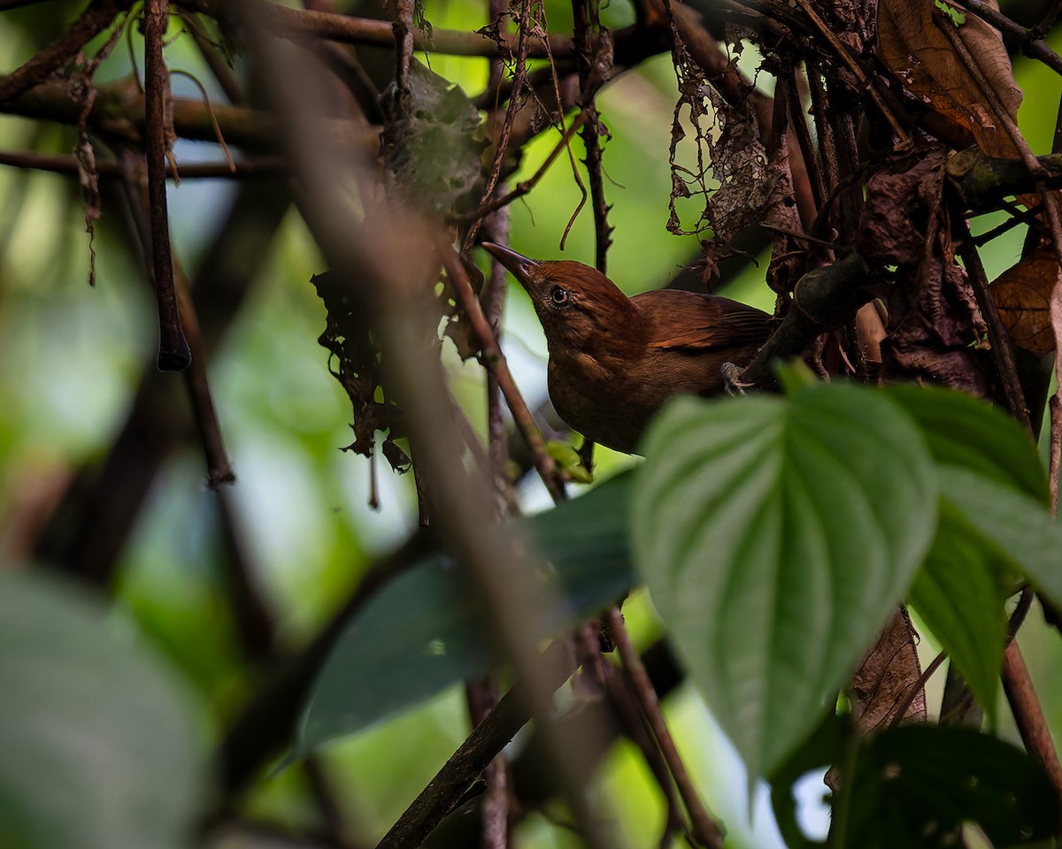 Chestnut-crowned Foliage-gleaner - ML627958410