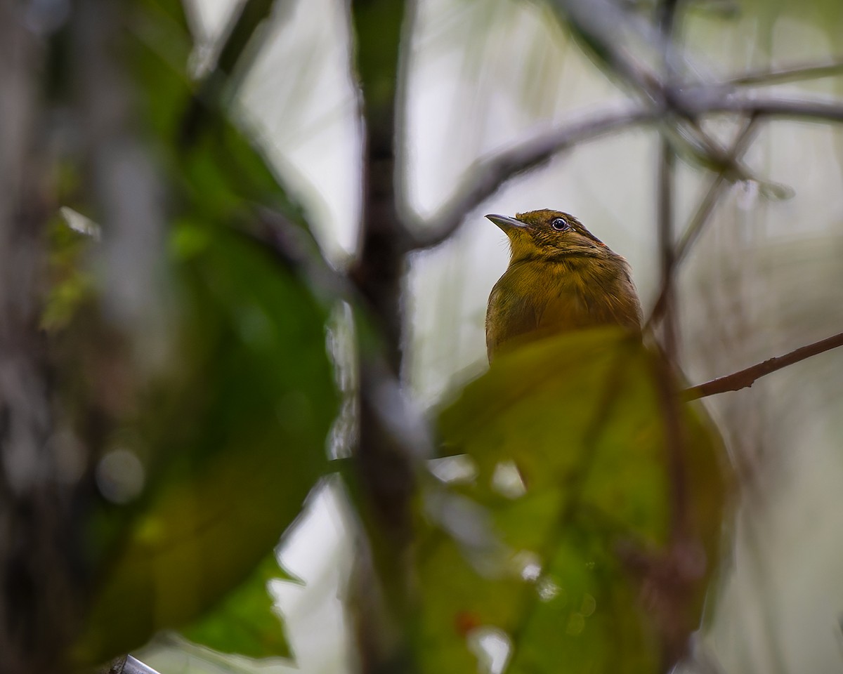 halebåndmanakin - ML627958415