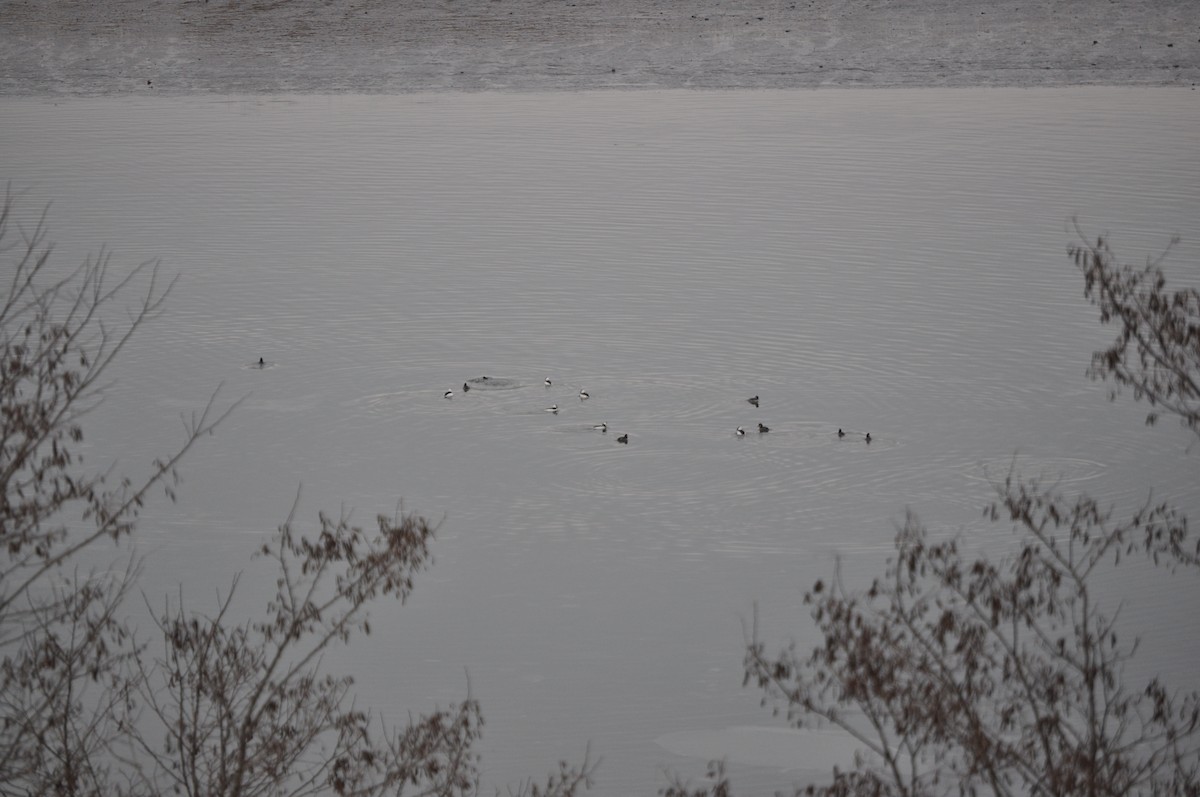Bufflehead - ML627958423