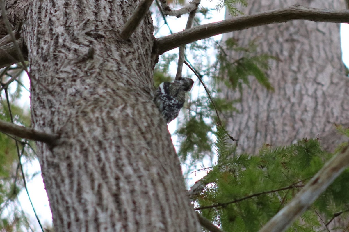 Yellow-bellied Sapsucker - ML627958427