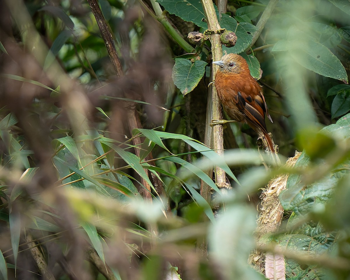 Russet-mantled Softtail - ML627958578