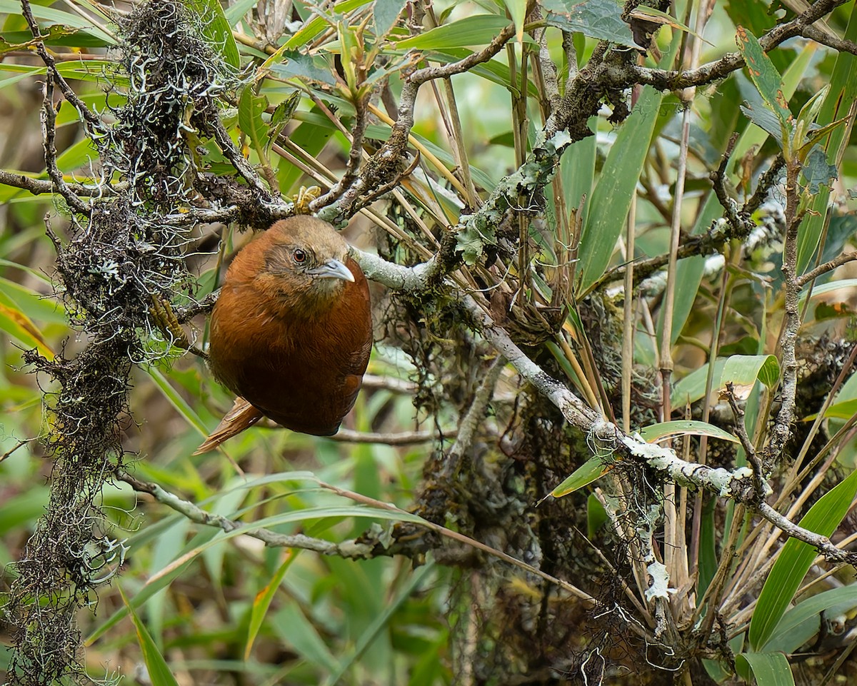 Russet-mantled Softtail - ML627958579