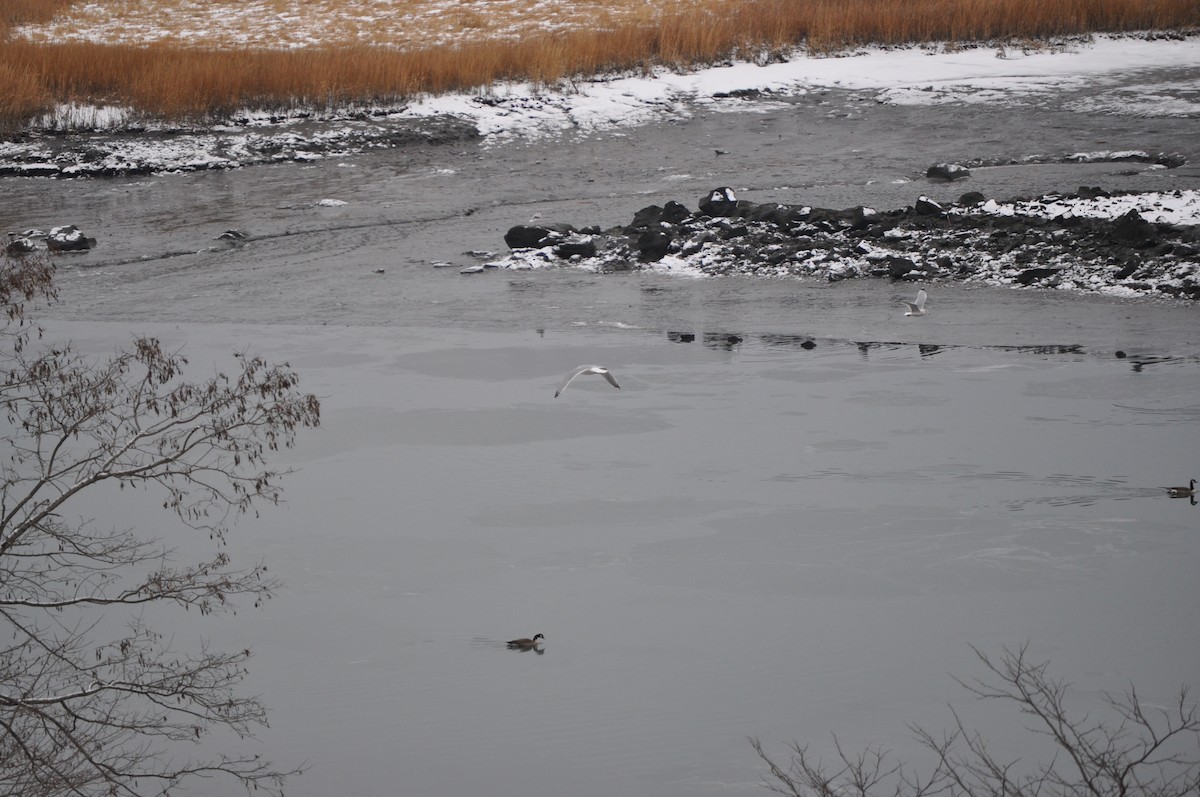 Ring-billed Gull - ML627958585