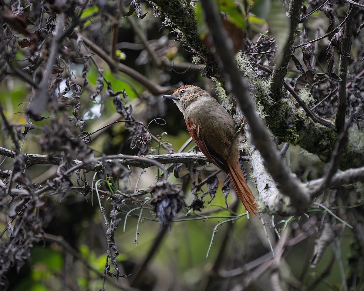 Marcapata Spinetail - ML627958649