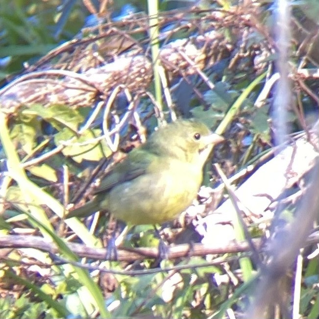 Painted Bunting - ML627958697