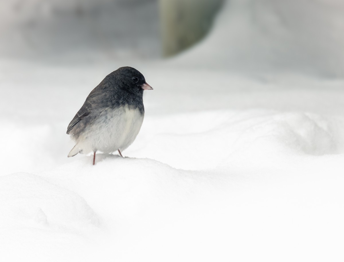 Dark-eyed Junco - ML627958701