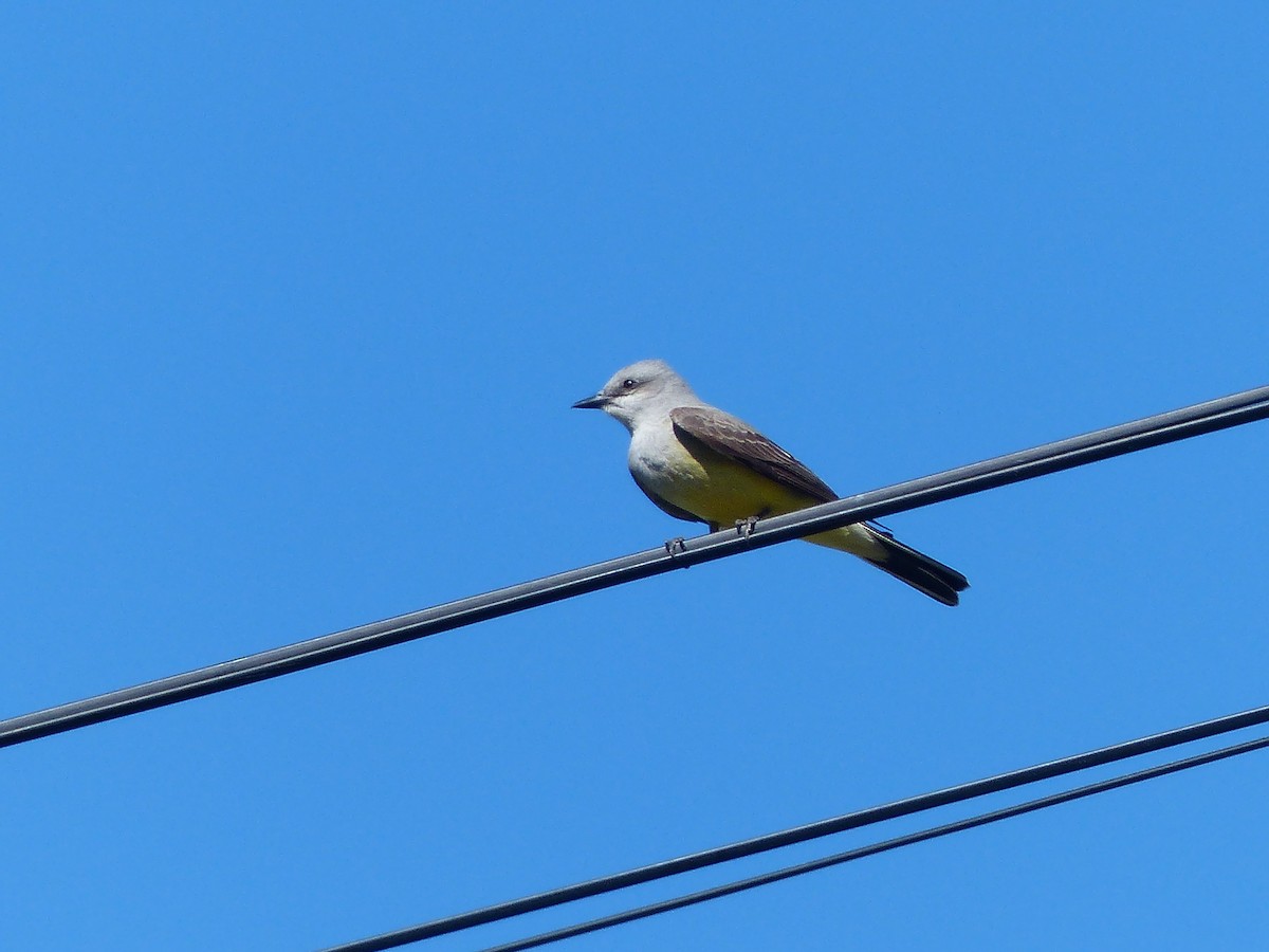 Western Kingbird - ML627958721