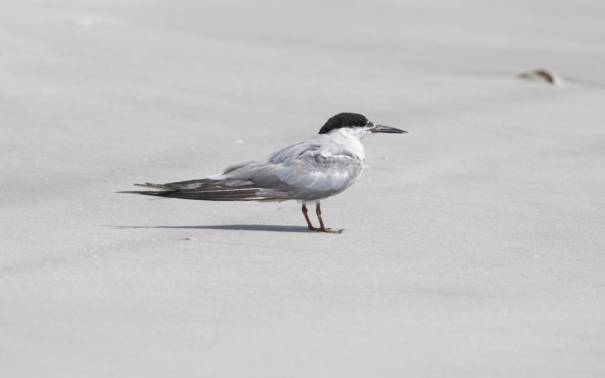Common Tern - ML627958752