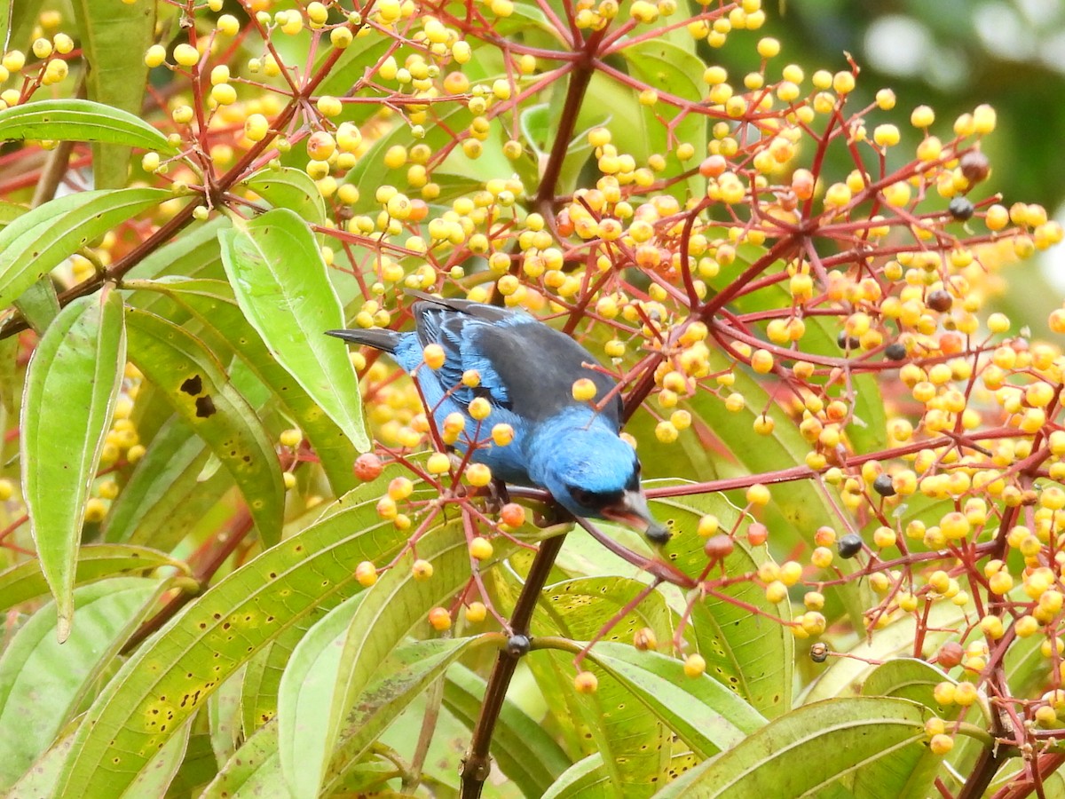 Blue Dacnis - ML627958798