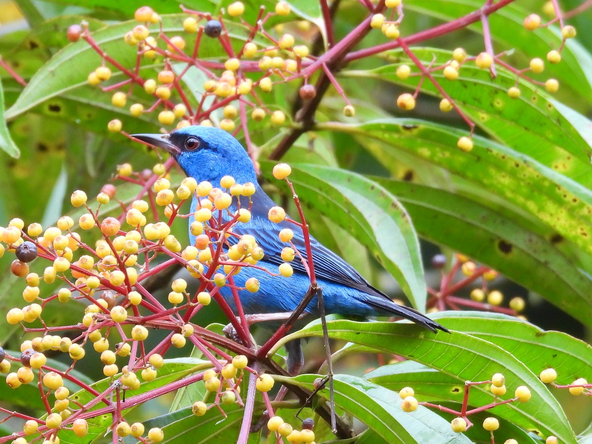 Blue Dacnis - ML627958799