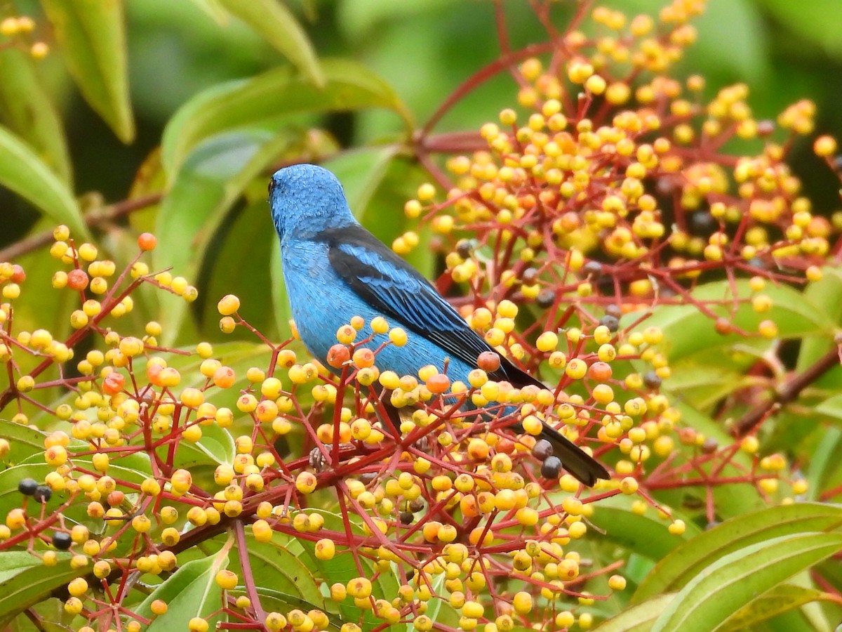 Blue Dacnis - ML627958800