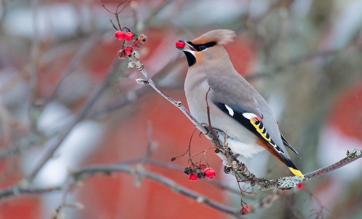 Bohemian Waxwing - ML627958869
