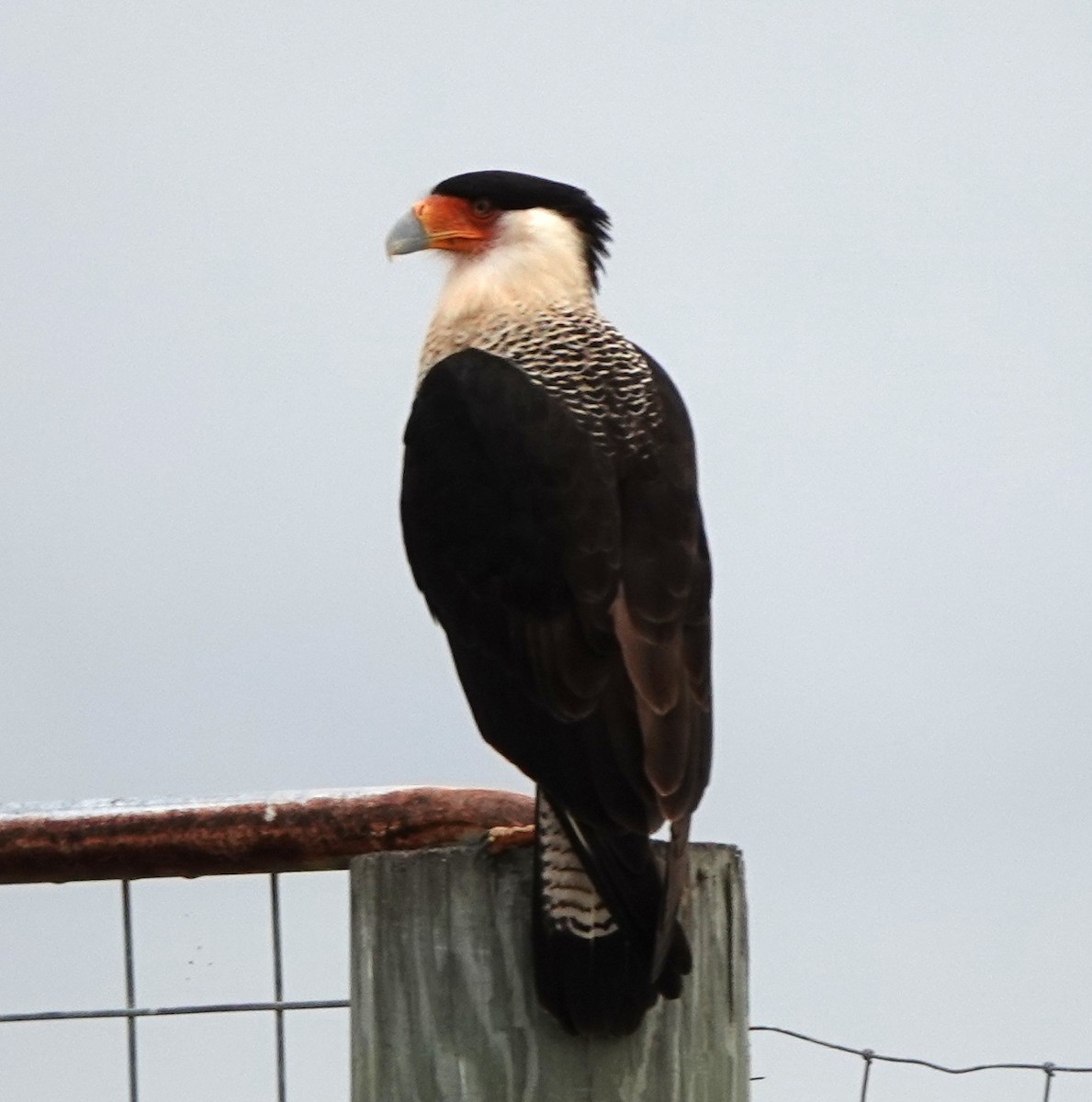 Crested Caracara (Northern) - ML627959040