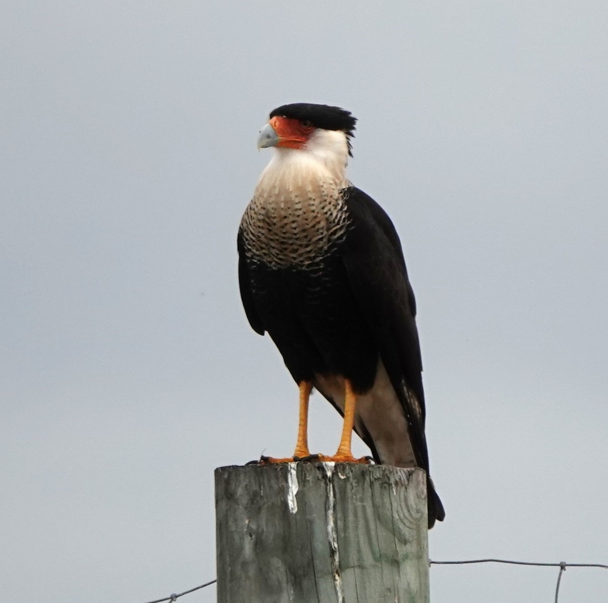 Crested Caracara (Northern) - ML627959041