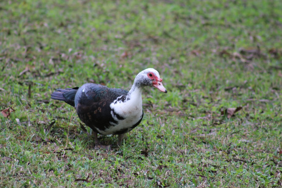 Muscovy Duck (Domestic type) - ML627959054