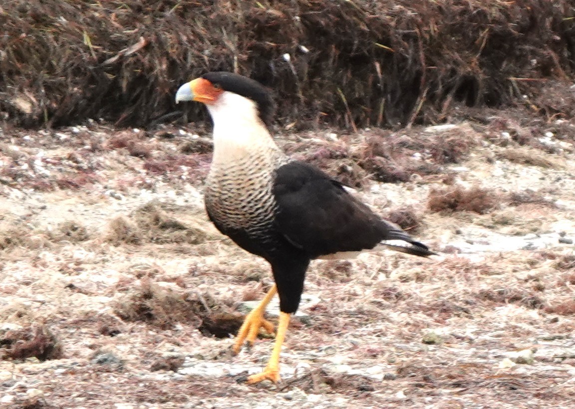 Crested Caracara (Northern) - ML627959060