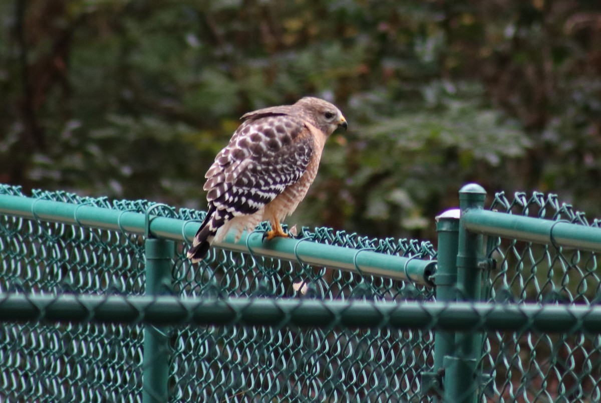 Red-shouldered Hawk - ML627959064