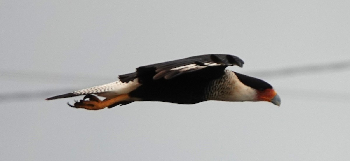 Crested Caracara (Northern) - ML627959066