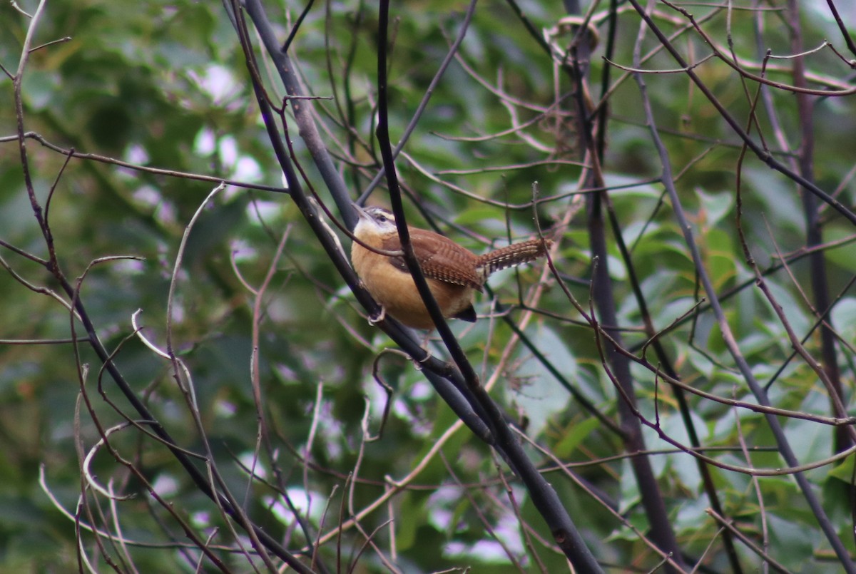 Carolina Wren - ML627959078