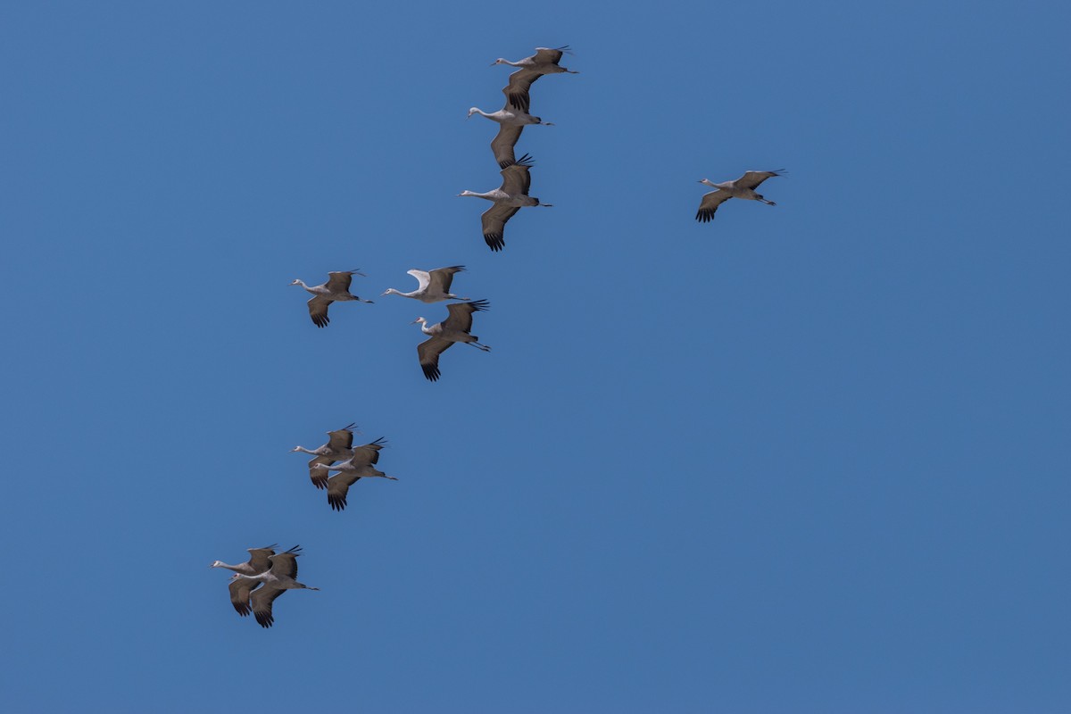 Sandhill Crane - ML627959079