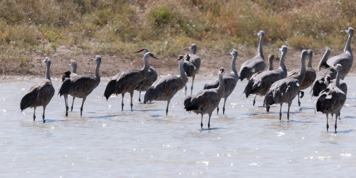 Sandhill Crane - ML627959080