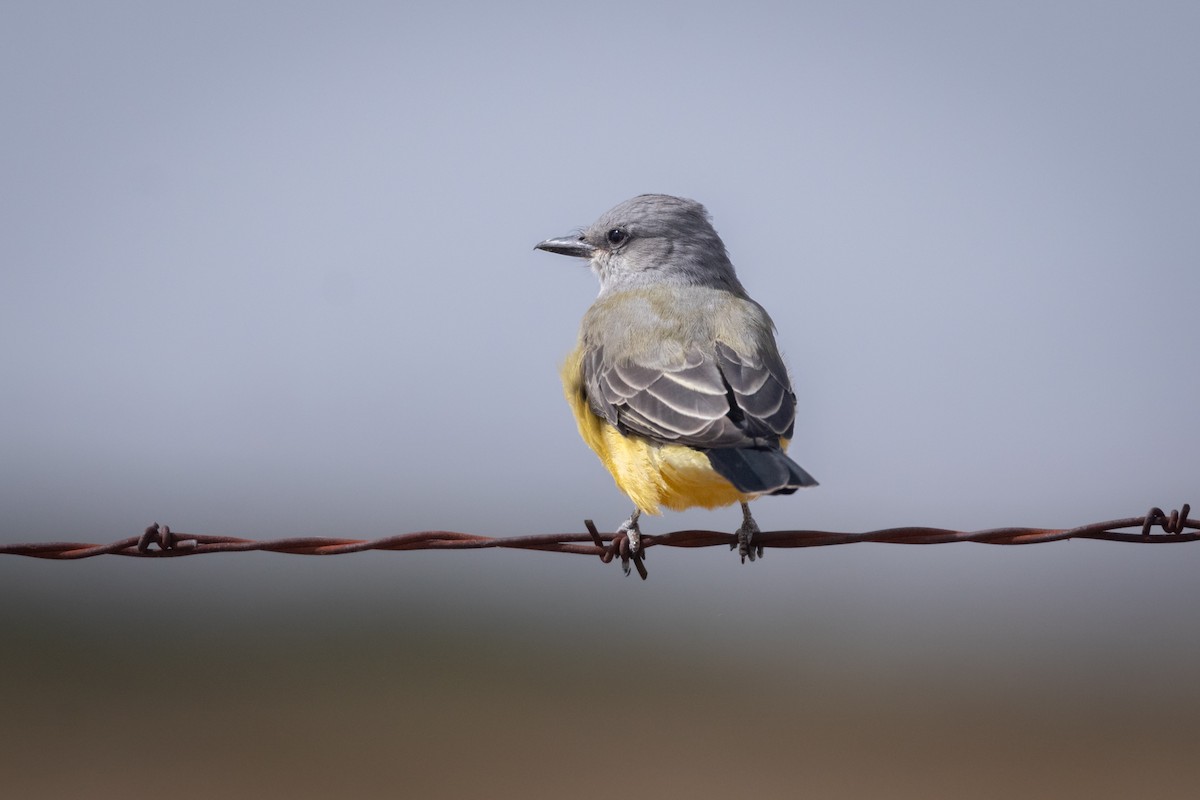 Western Kingbird - ML627959086