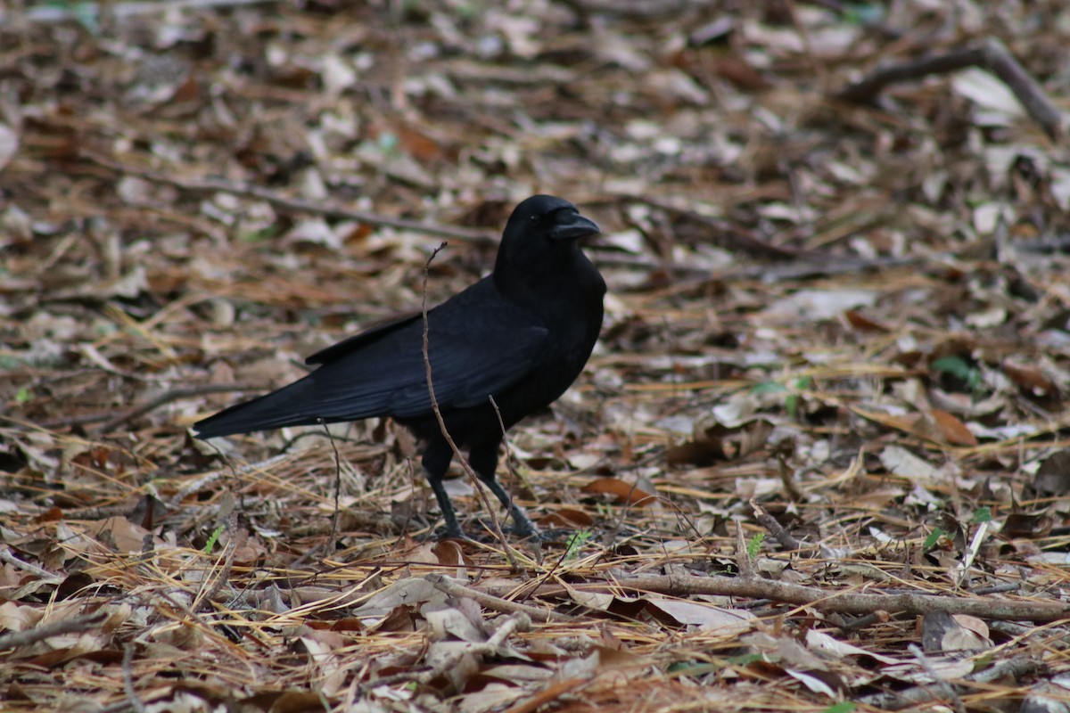 American Crow - ML627959110