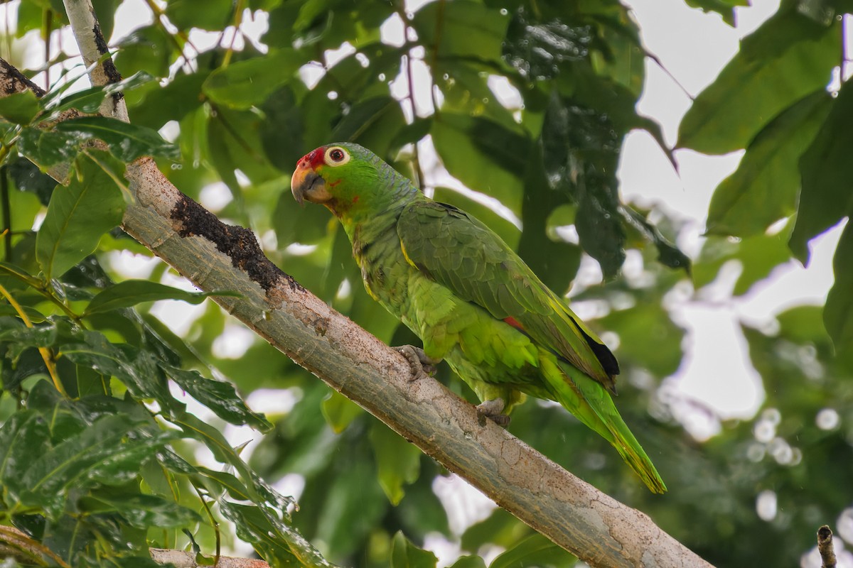 Red-lored Amazon - ML627959118