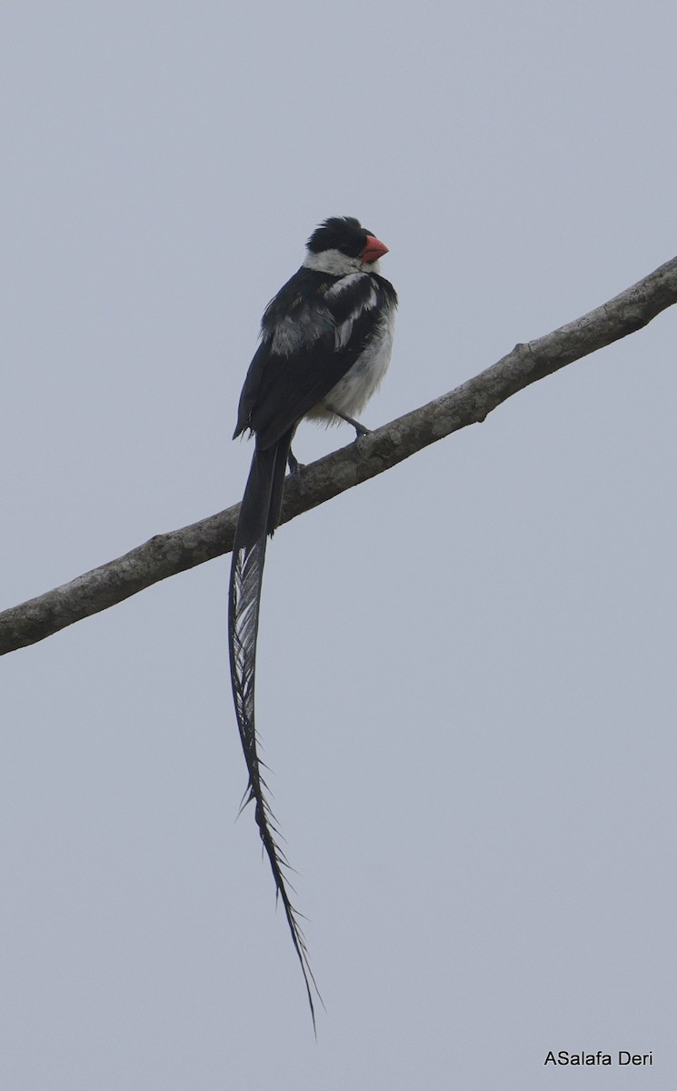 Pin-tailed Whydah - ML627959119