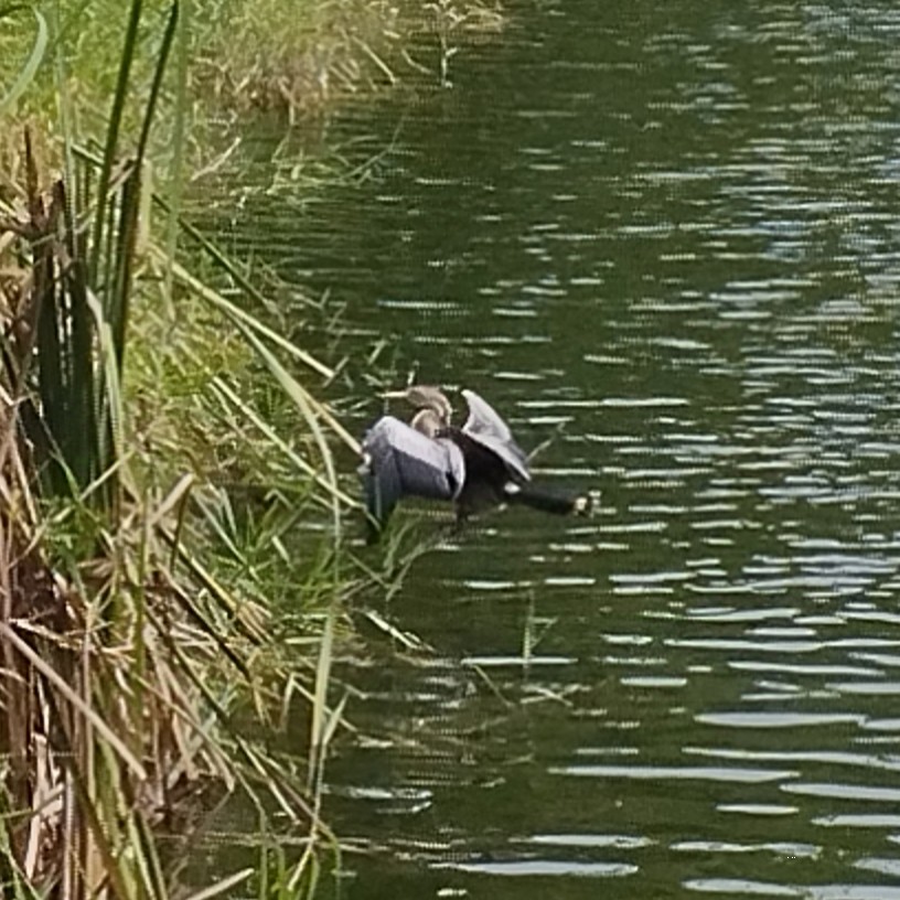 anhinga americká - ML627959123